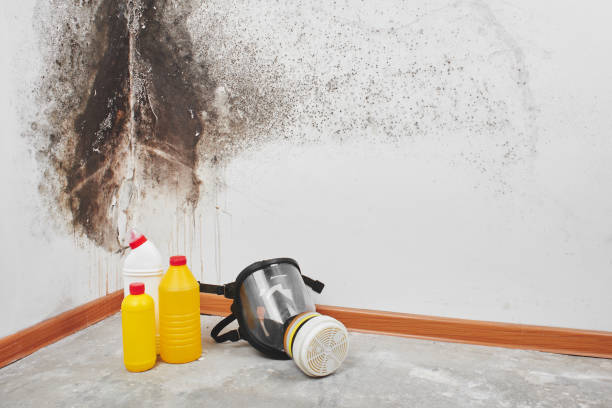 Best Post-Flood Mold Remediation in Monfort Heights, OH
