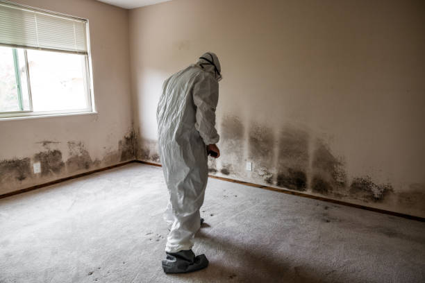 Best Mold Testing and Inspection Services in Monfort Heights, OH