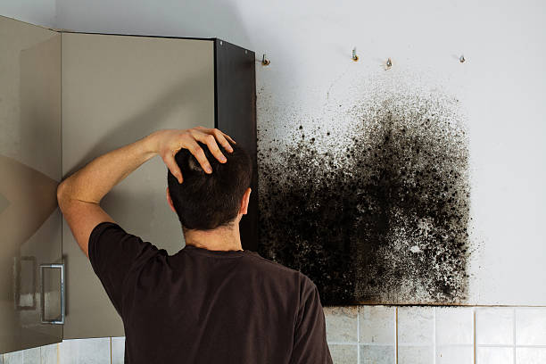 Trusted Monfort Heights, OH Mold Remediation Experts